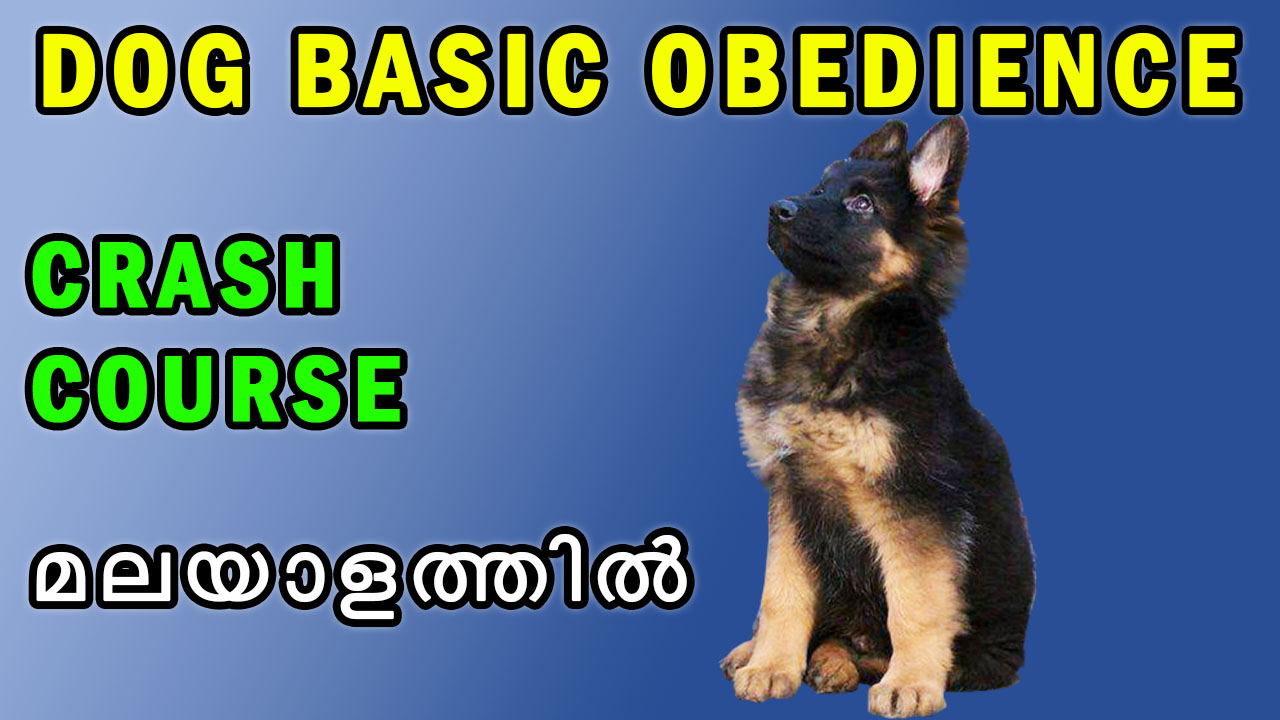 introduction to dog basic obedience in malayalam