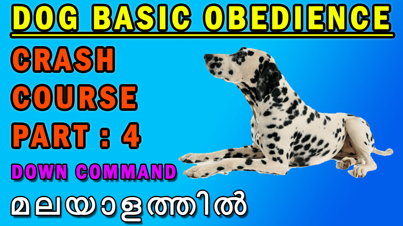DOG BASIC OBEDIENCE DOWN COMMAND
