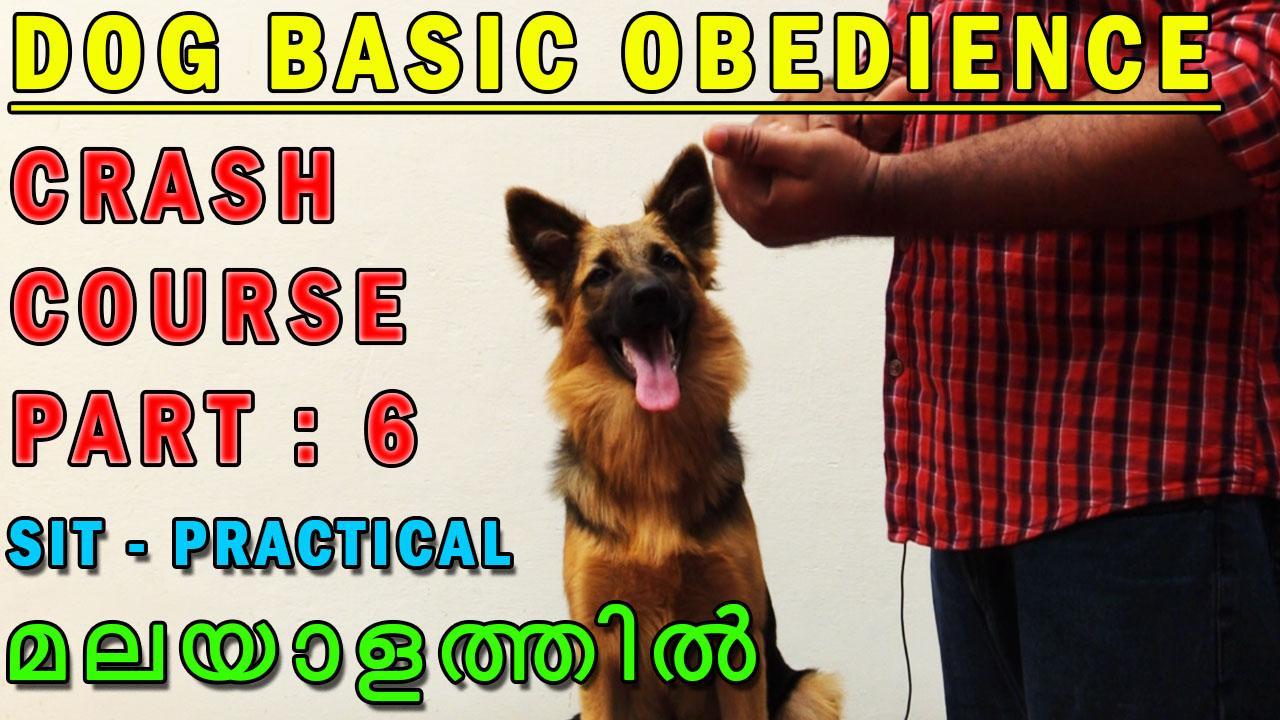 SIT COMMAND – PRACTICAL – BASIC OBEDIENCE COURSE – CLASS 6