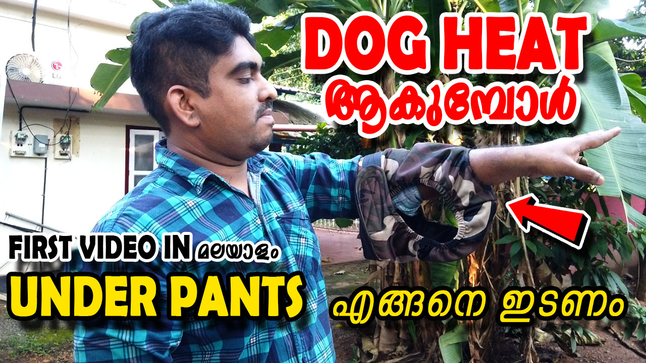 Complete guide article shows how to use dog heat period pants in malayalam