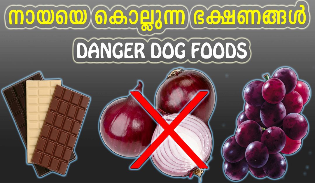 DANGER FOOD FOR DOG