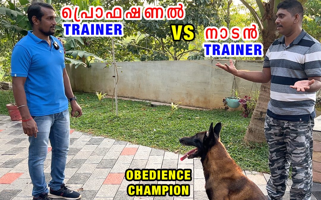 വീട്ടിലെ ട്രെയ്നർ VS പ്രൊഫഷണൽ Dog Trainer