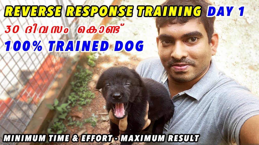 Reverse Response Training