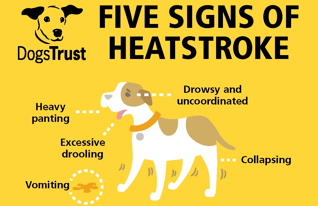 dog heat stroke