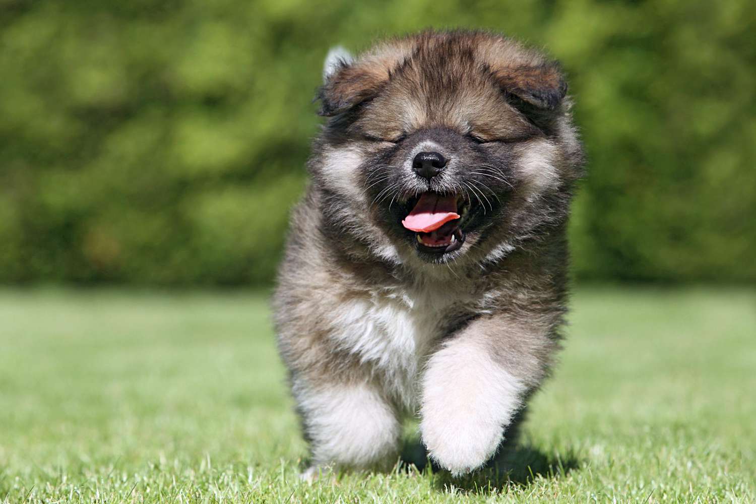 Caucasian Shepherd puppy