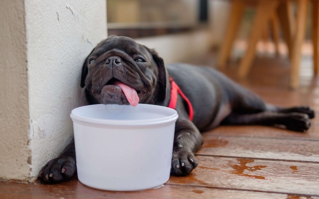Heat stroke in dogs – Precautions and treatment