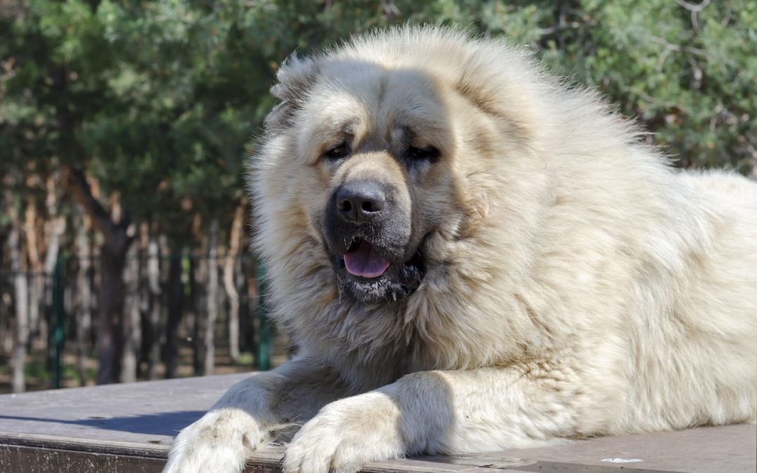 Caucasian Shepherd for a first time dog owner