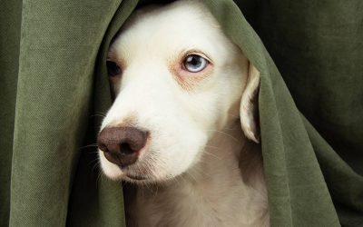 Fear in Dogs – How to Understand and Manage
