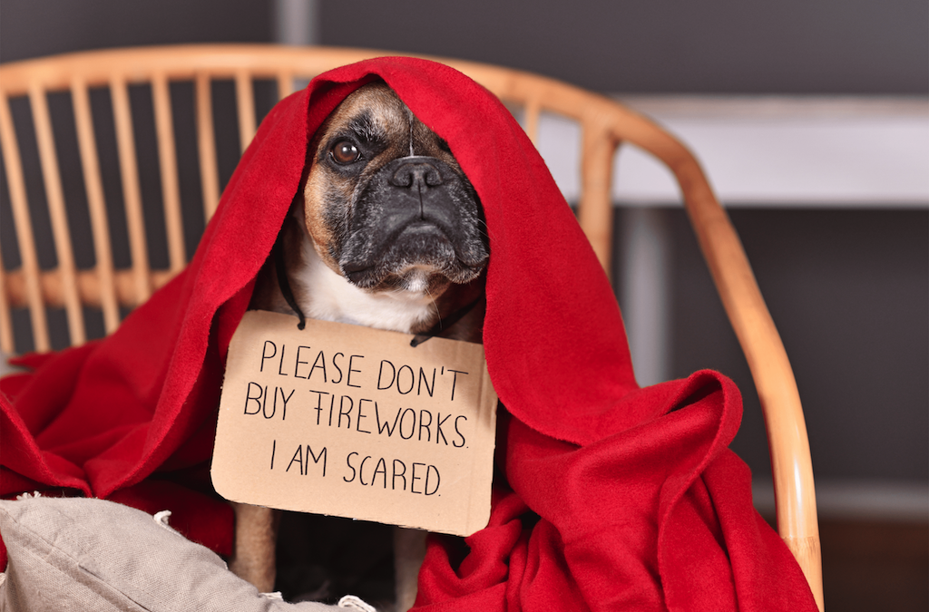 What to do if your dog is afraid of crackers?