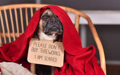 What to do if your dog is afraid of crackers?