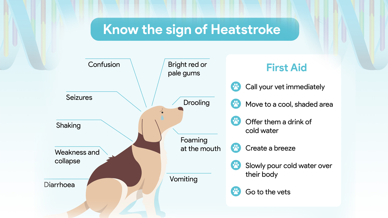 heat stroke in dogs