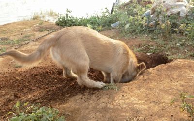 Dogs Destructive Digging- നായ വീട് ചുറ്റും കുഴികൾ ഉണ്ടാക്കുന്നത് എന്ത് ചെയ്യും?